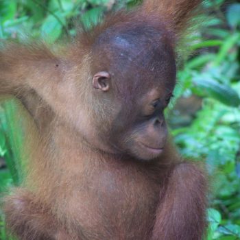 kleintje in Semenggoh orang oetang centrum